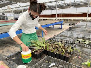 Junior Katie Deleroa worked on a herbaceous cutting propagation lab.