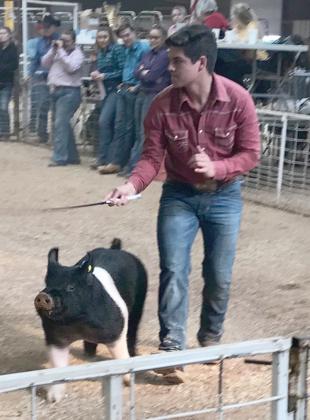 Jaxson Collier showed a pig in last year’s SCJLA stock show.