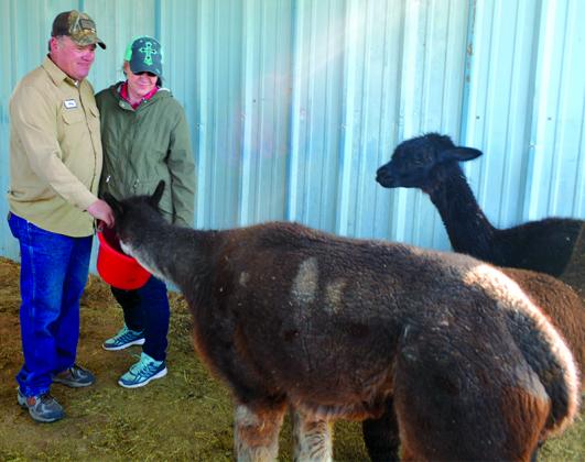 Jerry and Linda Englert feed the alpacas.