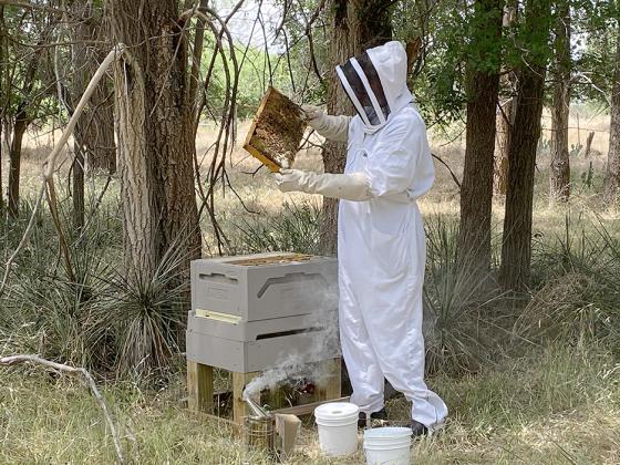 Snyder's Michael Hinton tended to one of the hives at his honey farm.