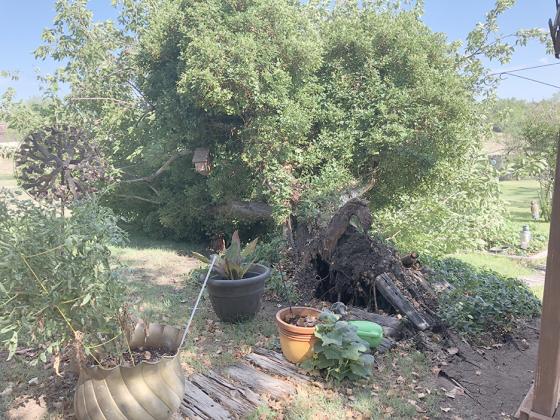 During Thursday’s storm, a tree fell in Snyder resident Mike Trull’s yard in the 2600 block of 30th Street. Wind gusts caused by the storm reached 17 miles per hour.