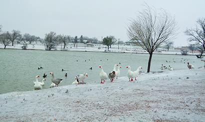 Even though a winter spell blanketed Towle Park with snow and sleet, some ducks took to the water anyway.