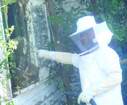 Part-time beekeeper Bill Wilkins vacuumed a large group of bees from a house on 31st Street Wednesday and relocated them to his house in Clyde. 