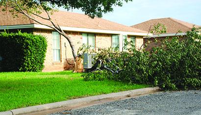 A tree was split into two pieces at a house at the intersection of Cedar Creek Drive and Champion Drive after the storms this weekend. 