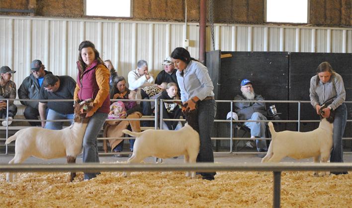 Ira FFA members Ramsi Wall (left), Lilly Juarez, and Haley Gruben (right) show their goats in Division 4 at the Ira FFA stock show last Saturday.