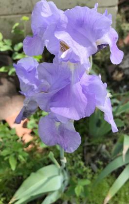 Reader Ron Shaw sent in this photo of a purple iris at his home in Snyder.