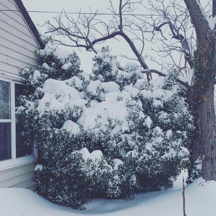 Snow covers a tree at a local home.