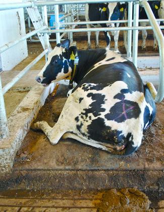 Among T&K’s modern features are waterbeds, which allow cows to relax in comfort.