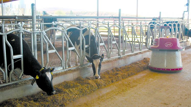 T&K Dairies of Snyder will highlight its fully-automated operation during Southwest Dairy Days, an event that spotlights new technologies and issues in the industry. Among T&K’s modern features is a robotic feed pusher, which keeps feed within easy reach of the cows