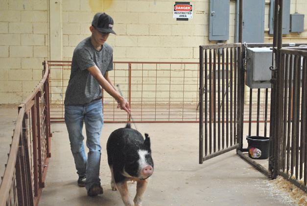 Anthony Luna, of Scurry County 4-H, walks one of his show pigs back to its pen after spraying him down with water to cool him off. The Scurry County Junior Livestock Association Show began at 2 p.m. with the broiler chicken show. The pig show got underway at 3 p.m. today. Friday, goat and lamb weigh in will begin at 8 a.m. The lamb show will begin at 1 p.m. The goat show will immediately follow, and the steer show is at 5 p.m.